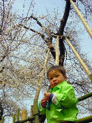 桜よりチョコのほうがいいもんね